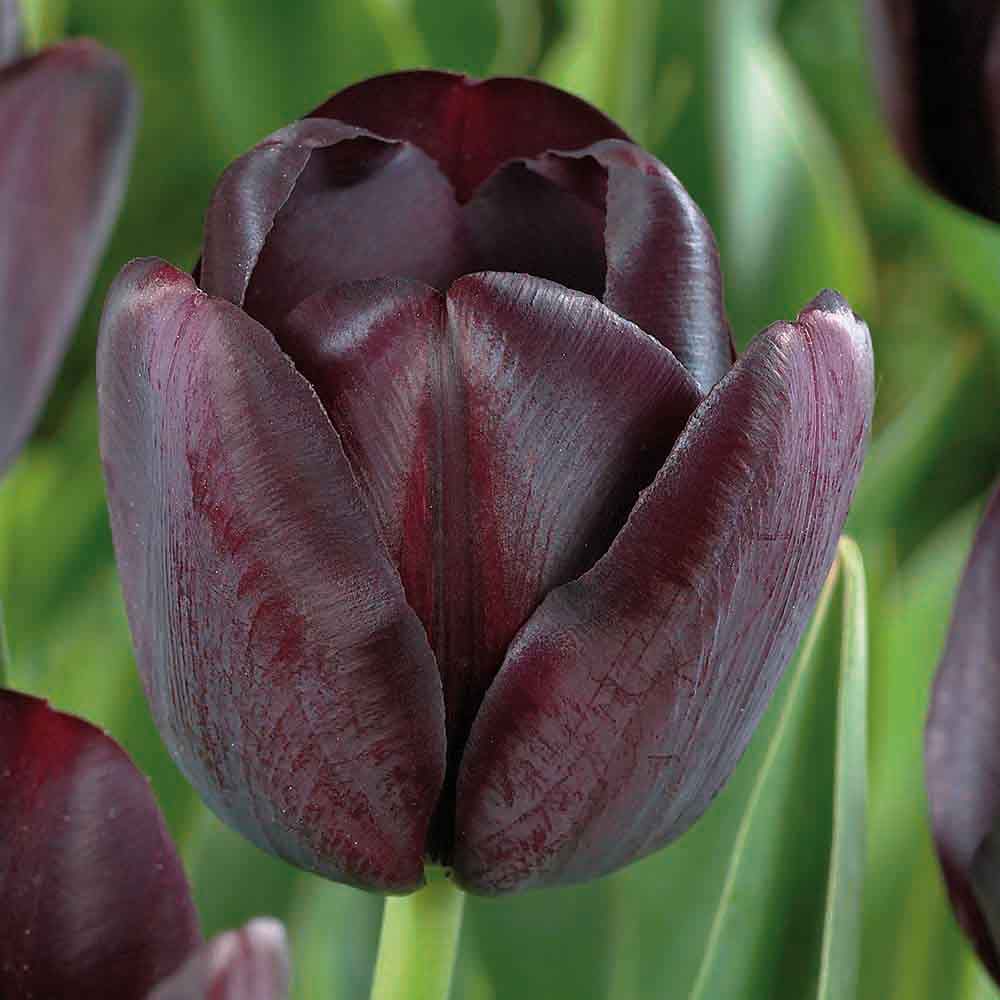 Flower bulbs
