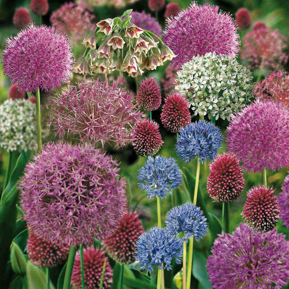 Flower bulbs