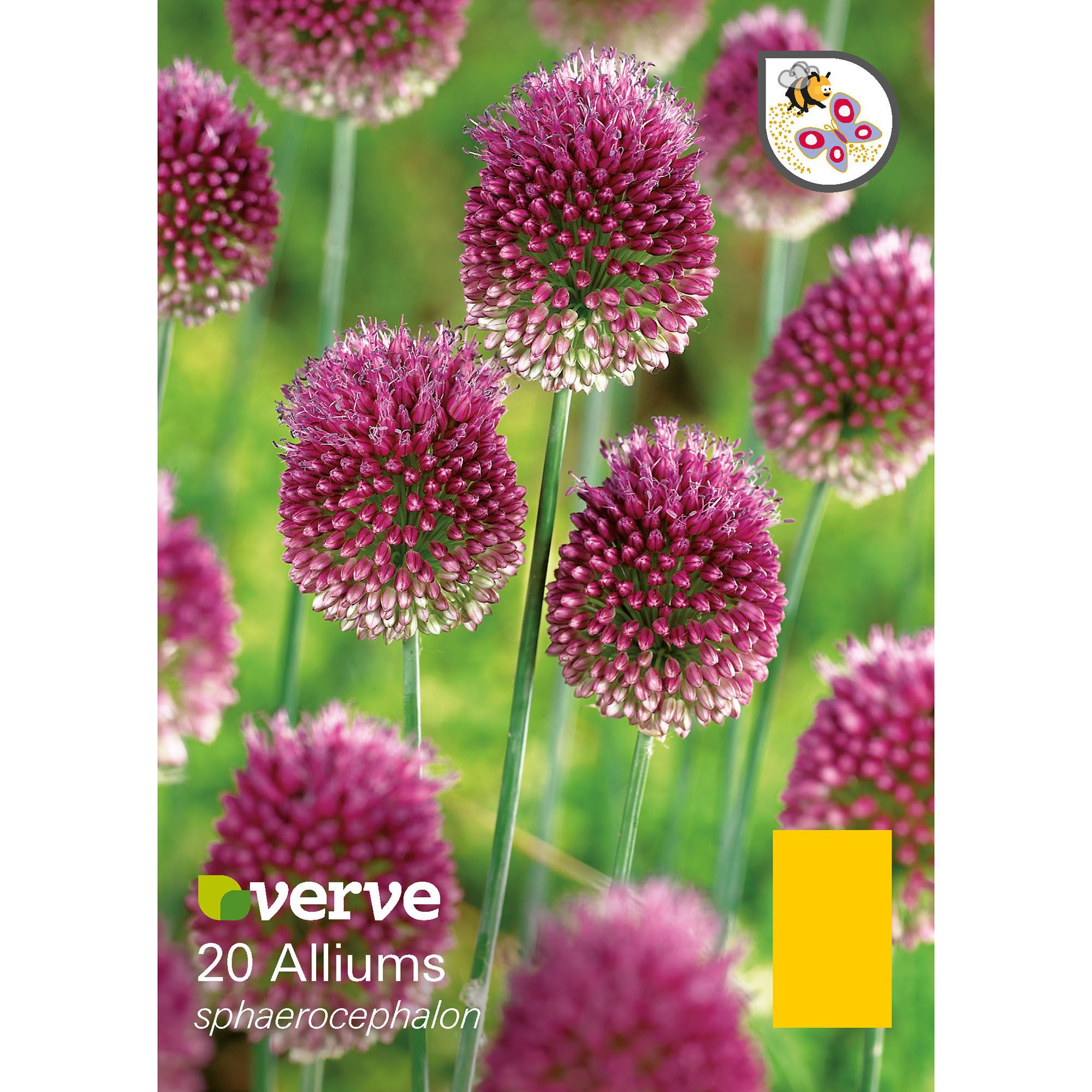 Flower bulbs