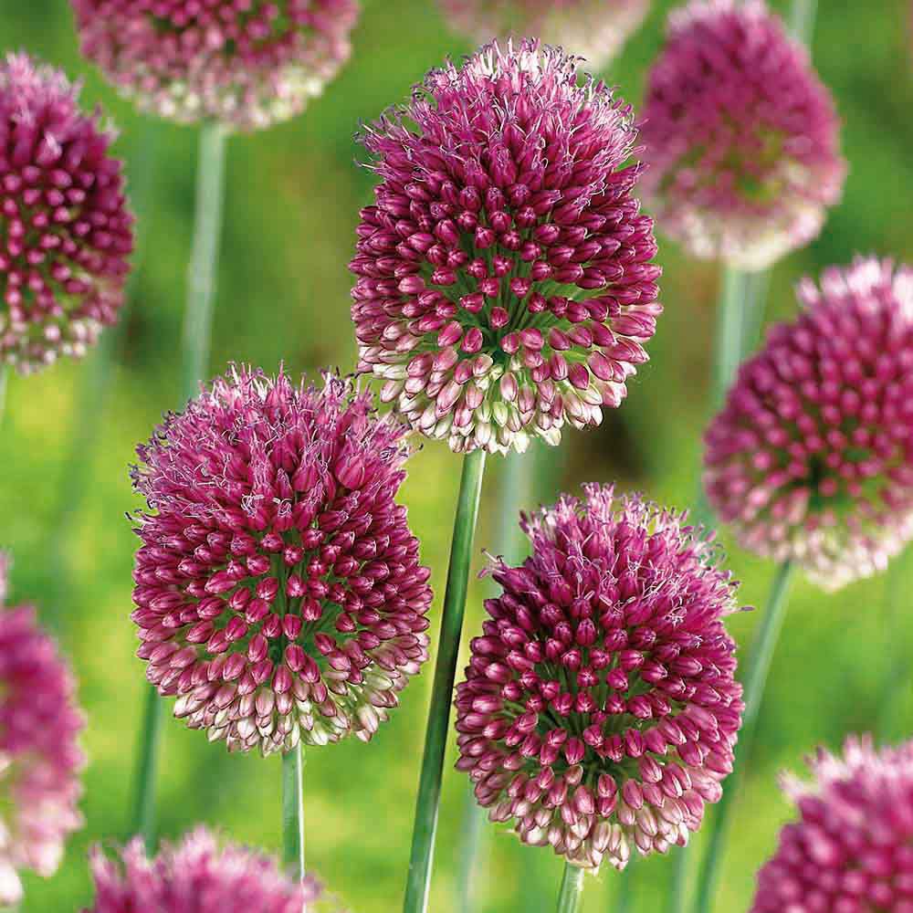 Flower bulbs