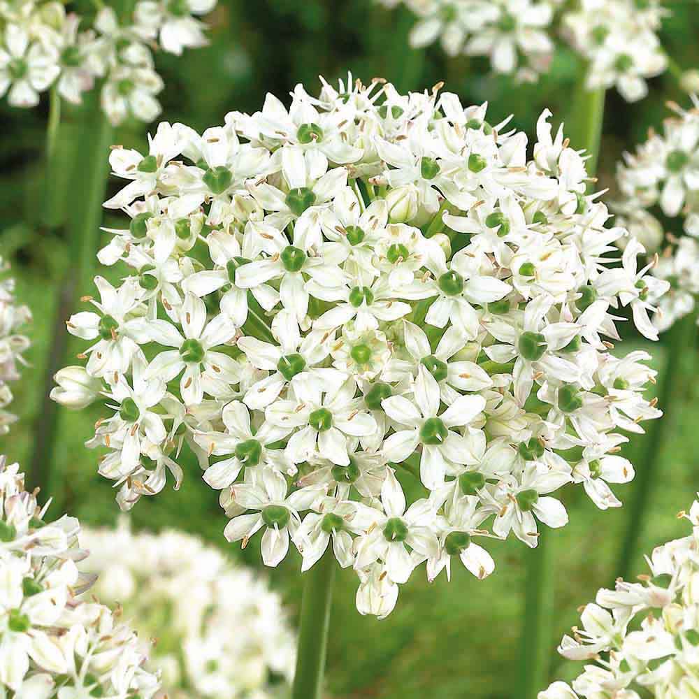 Flower bulbs