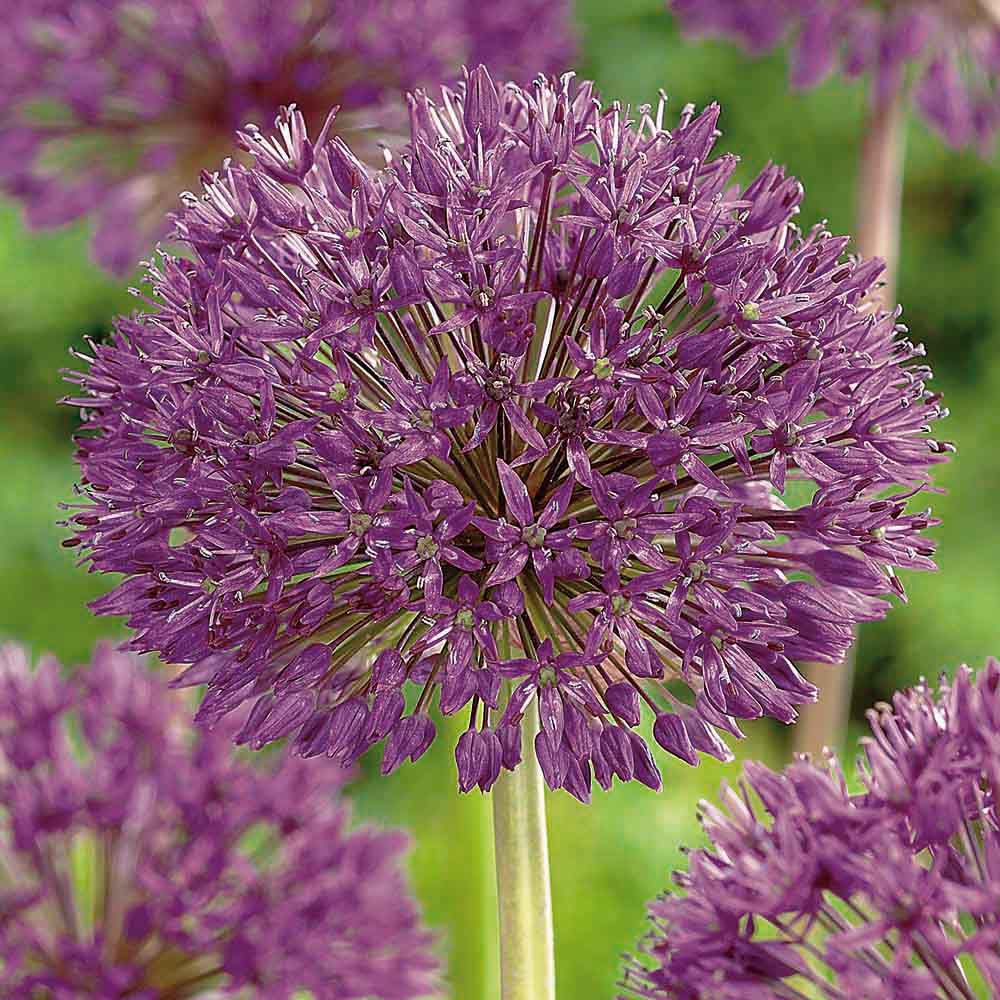 Flower bulbs