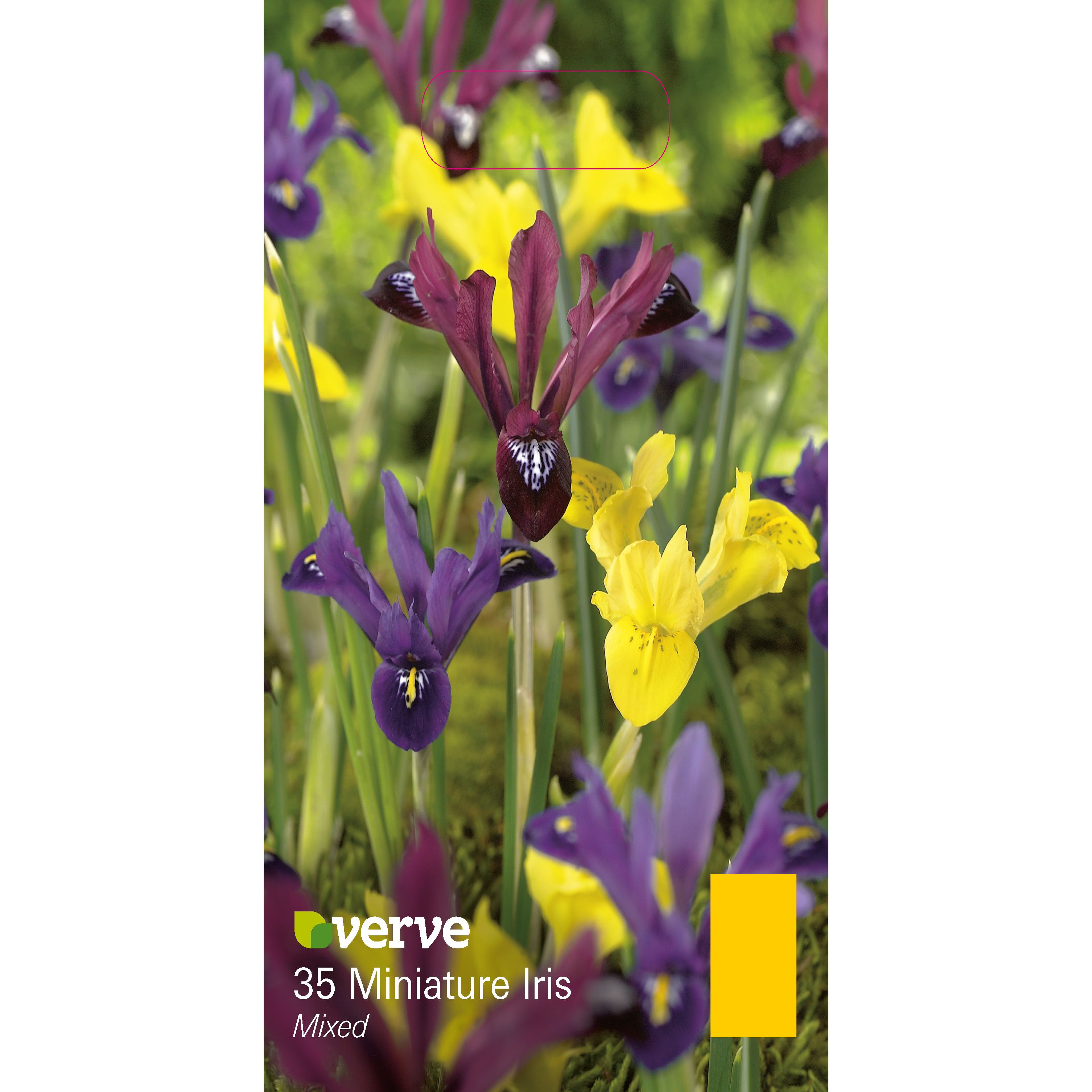 Flower bulbs