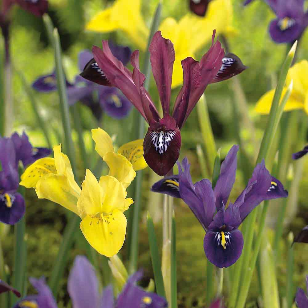 Flower bulbs