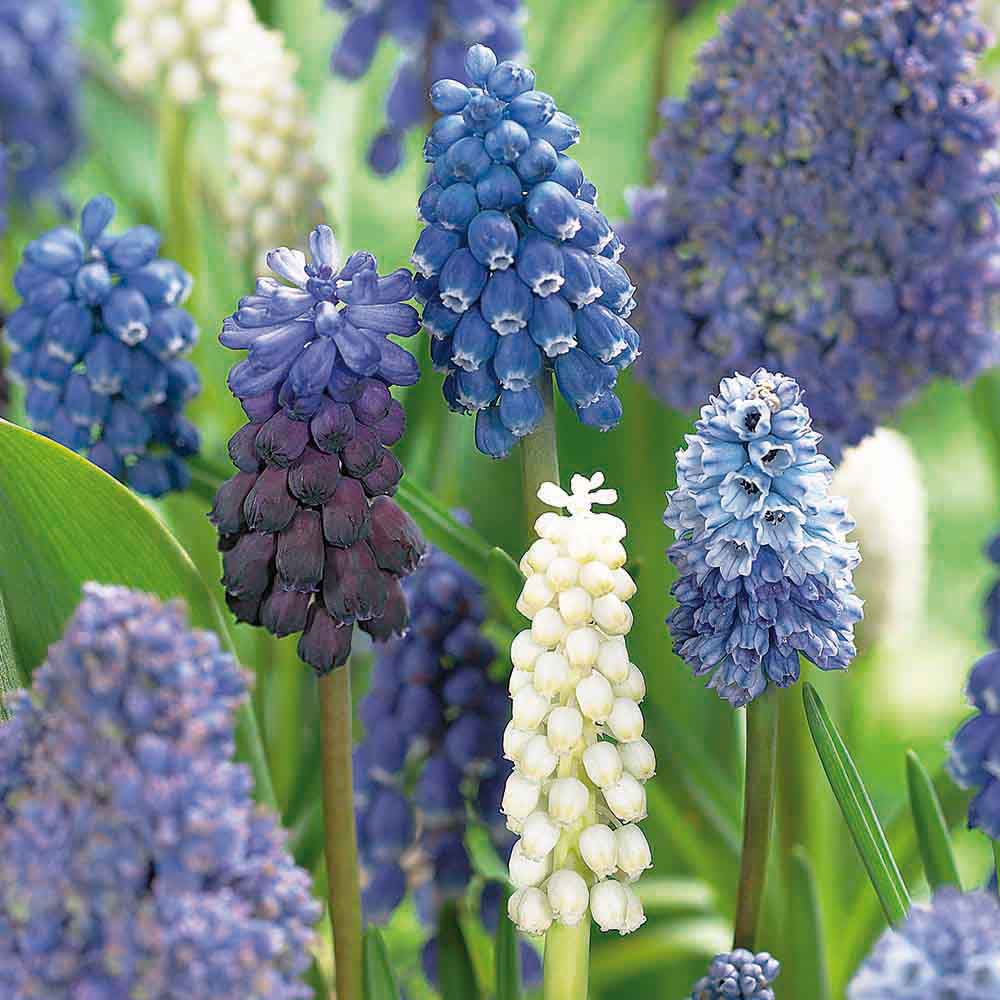 Flower bulbs