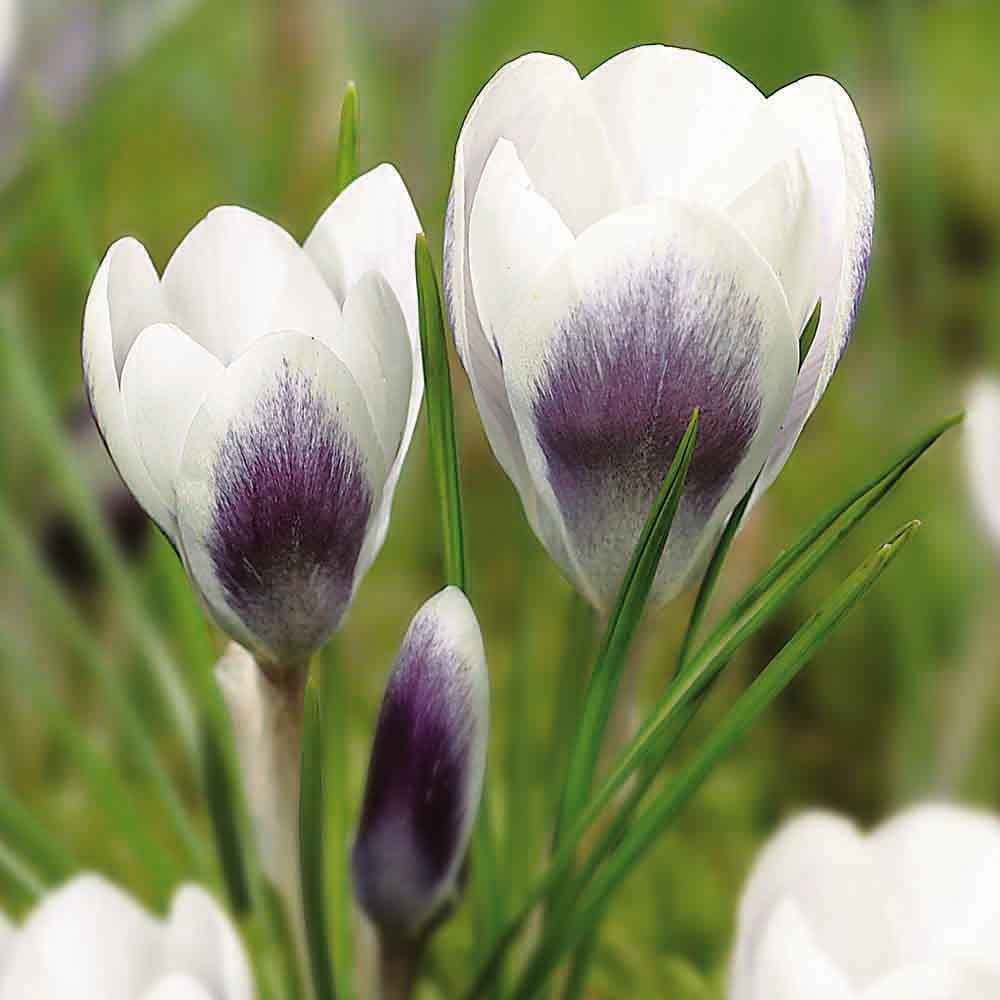 Flower bulbs