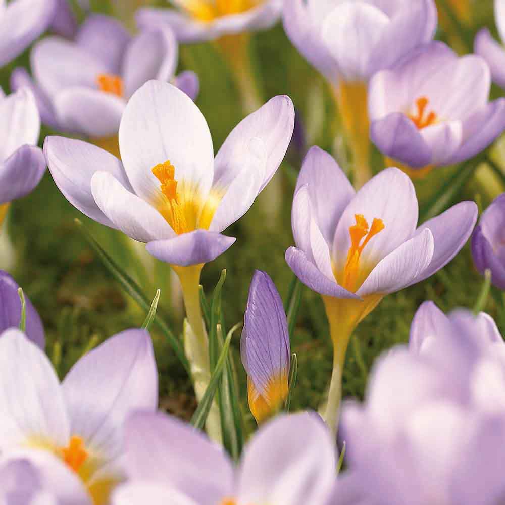 Flower bulbs
