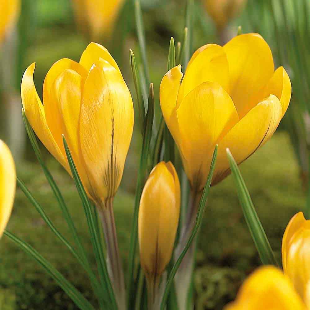 Flower bulbs