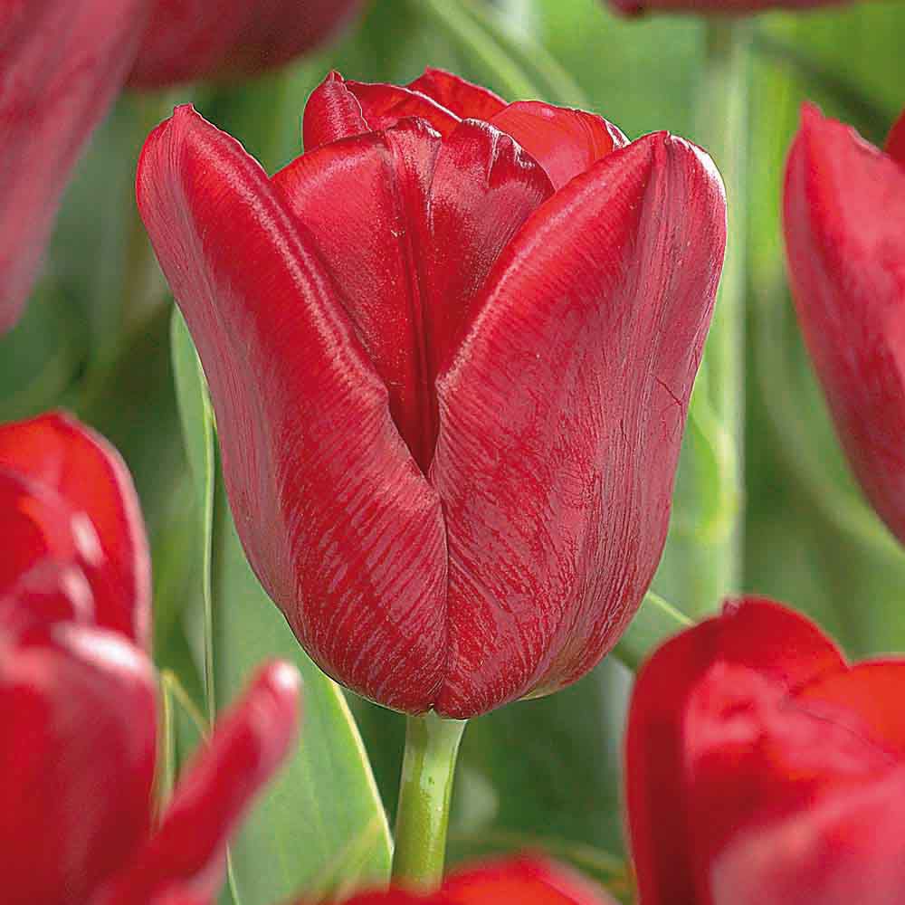 Flower bulbs