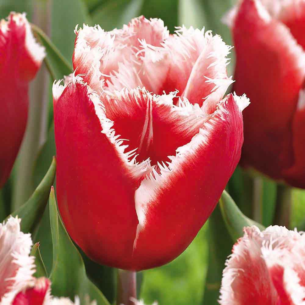 Flower bulbs