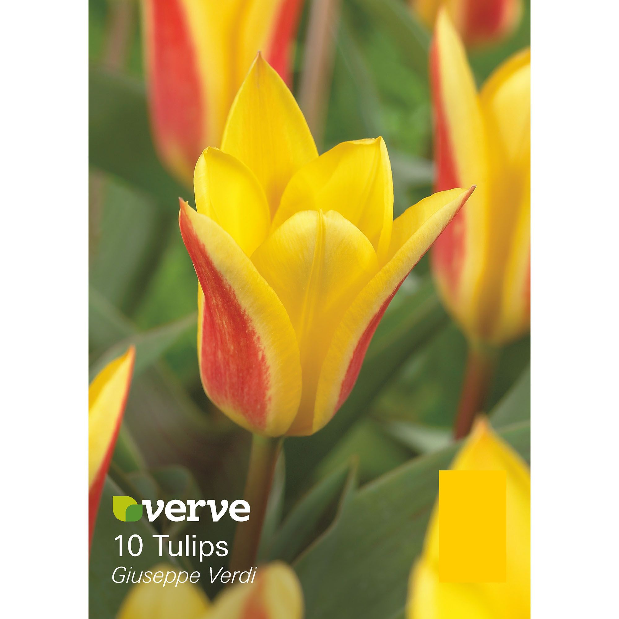 Flower bulbs