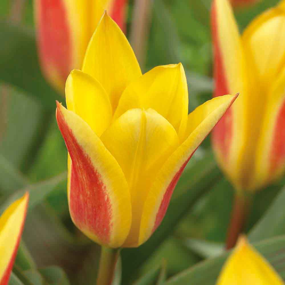 Flower bulbs