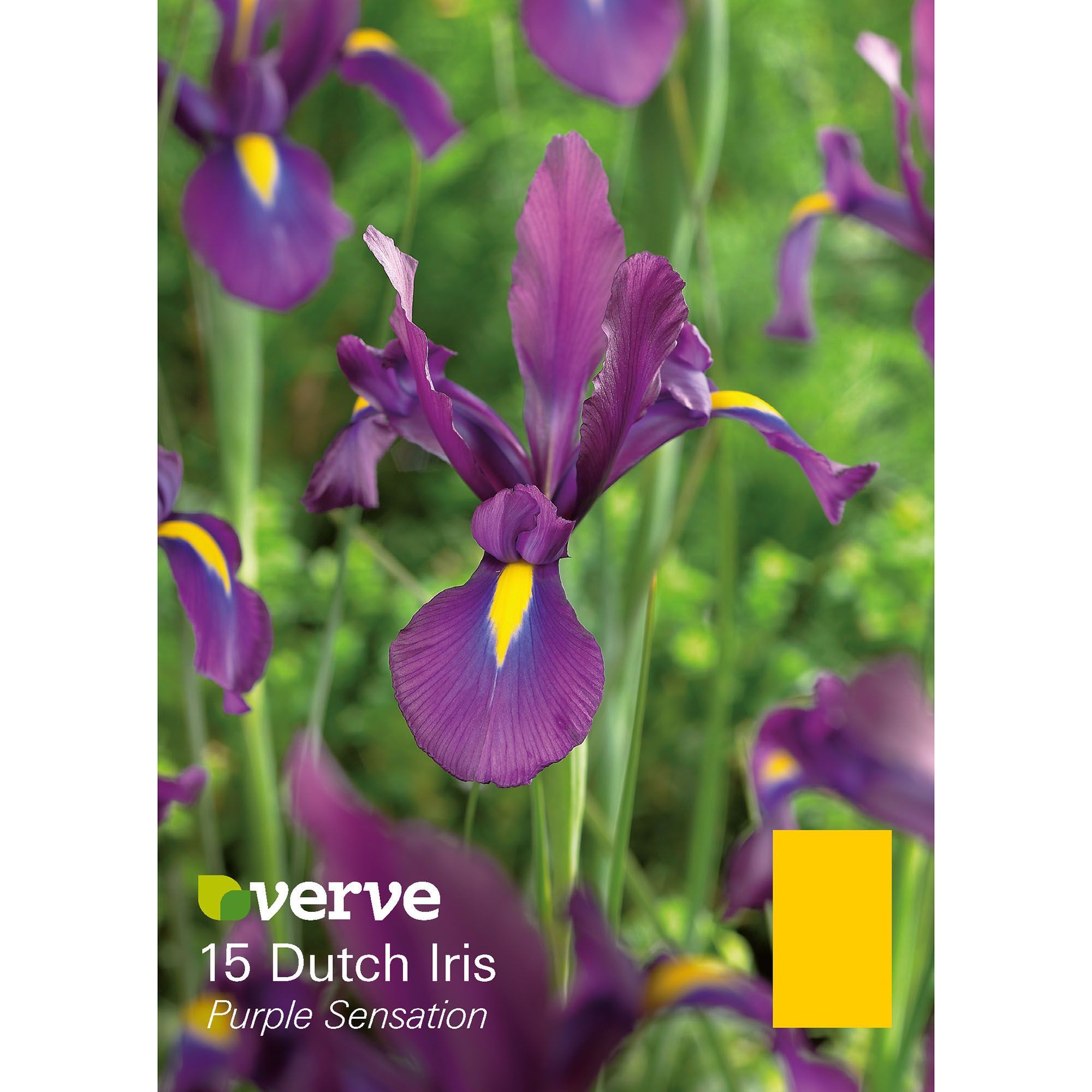 Flower bulbs