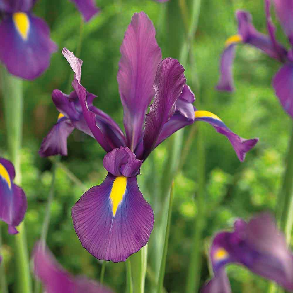 Flower bulbs