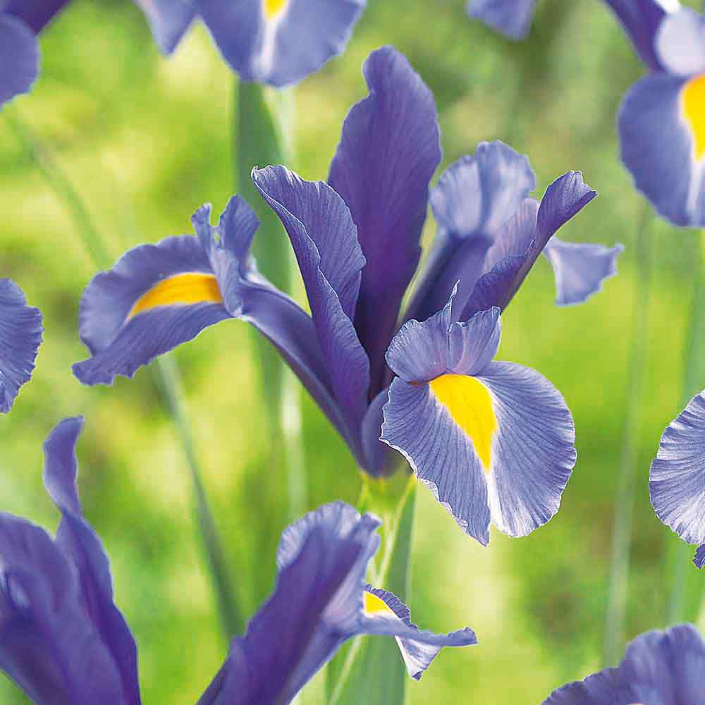 Flower bulbs
