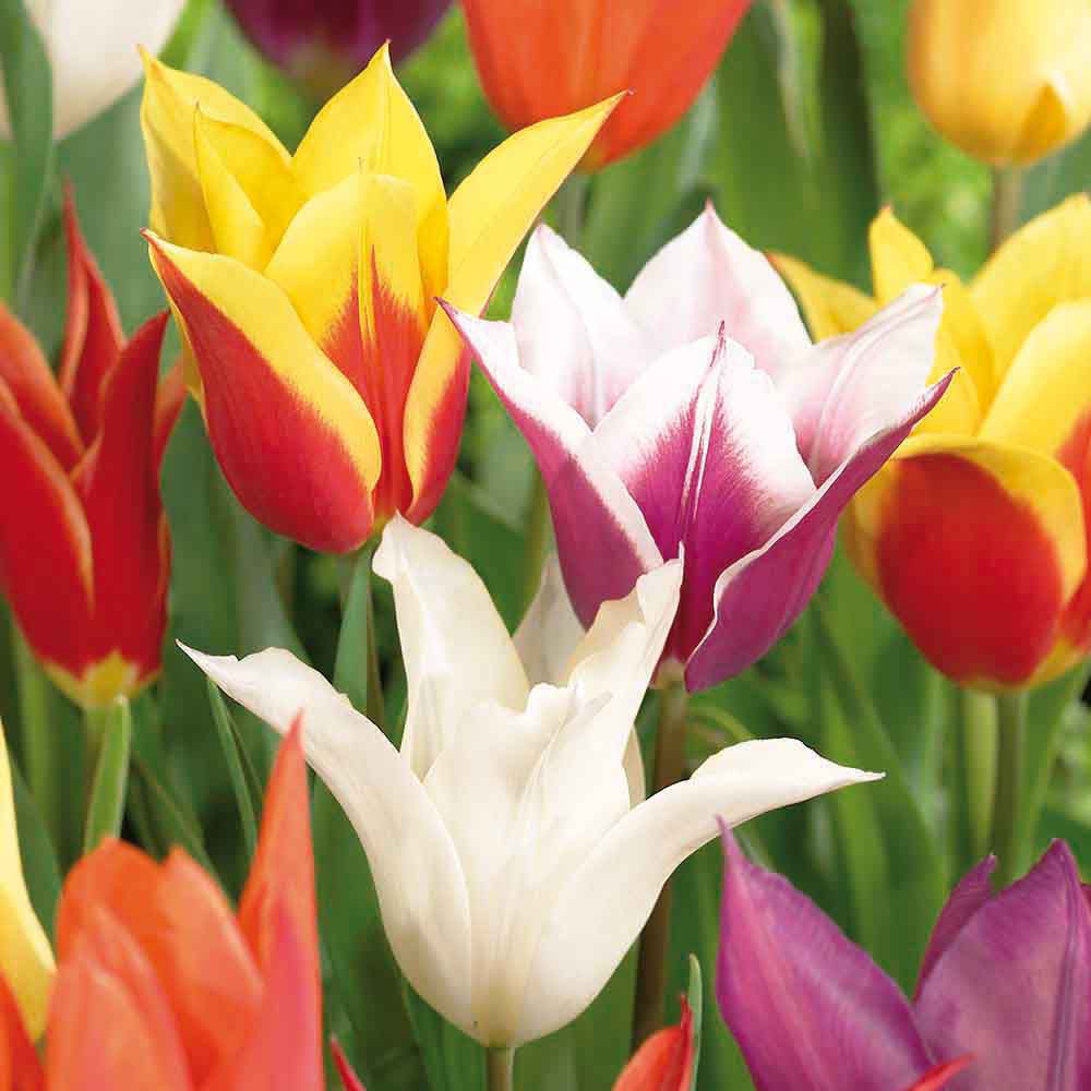 Flower bulbs