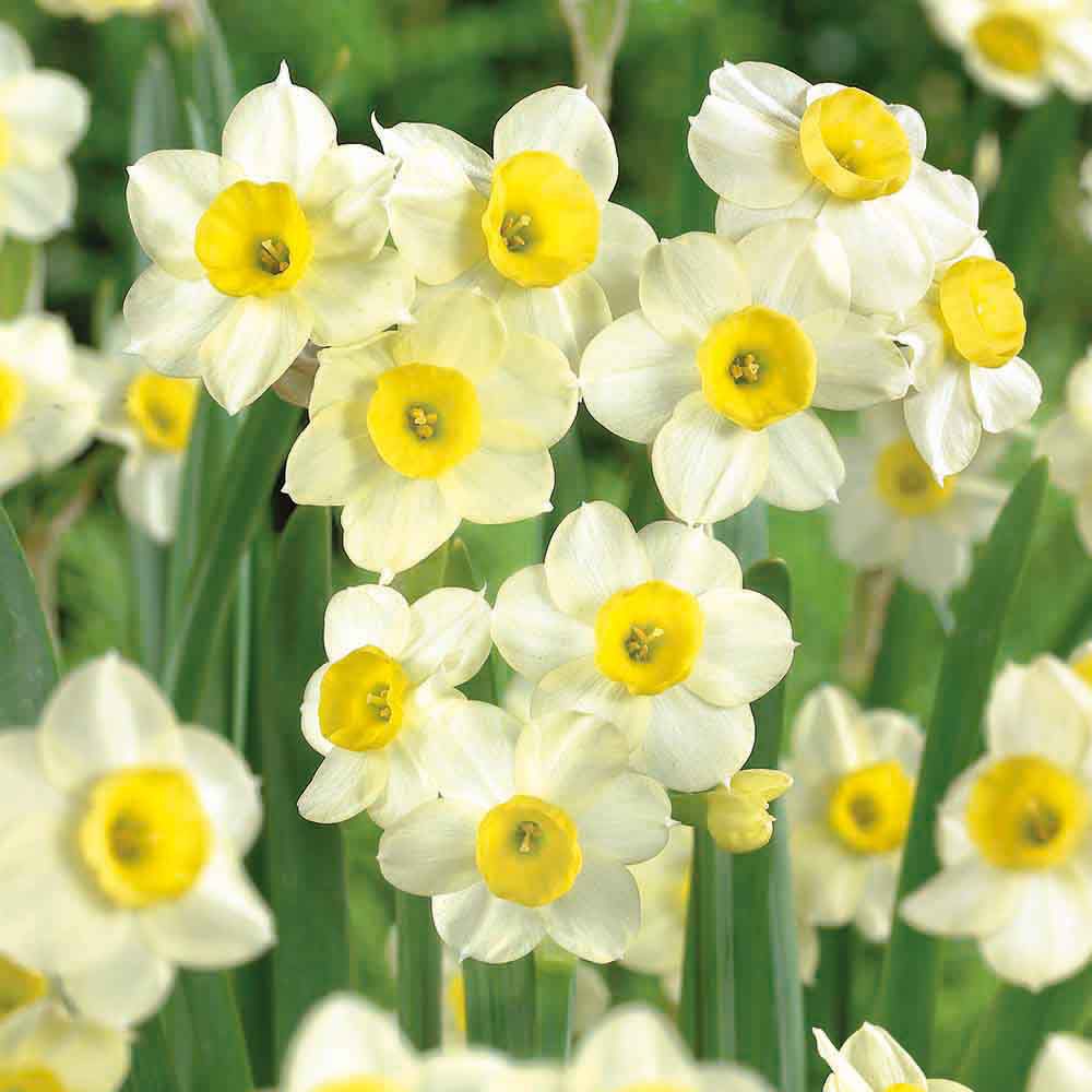 Flower bulbs
