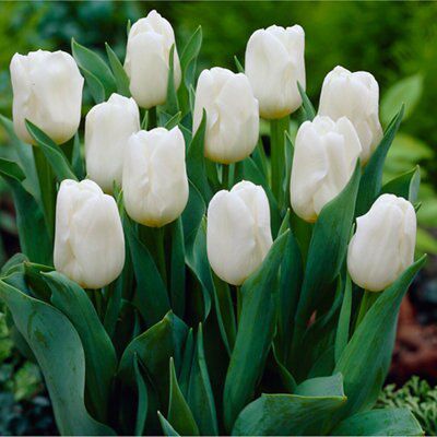 Flower bulbs
