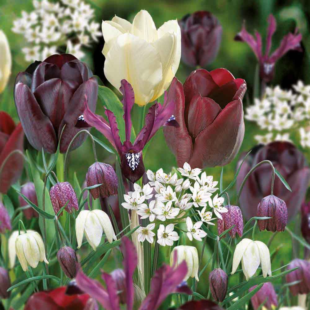 Flower bulbs
