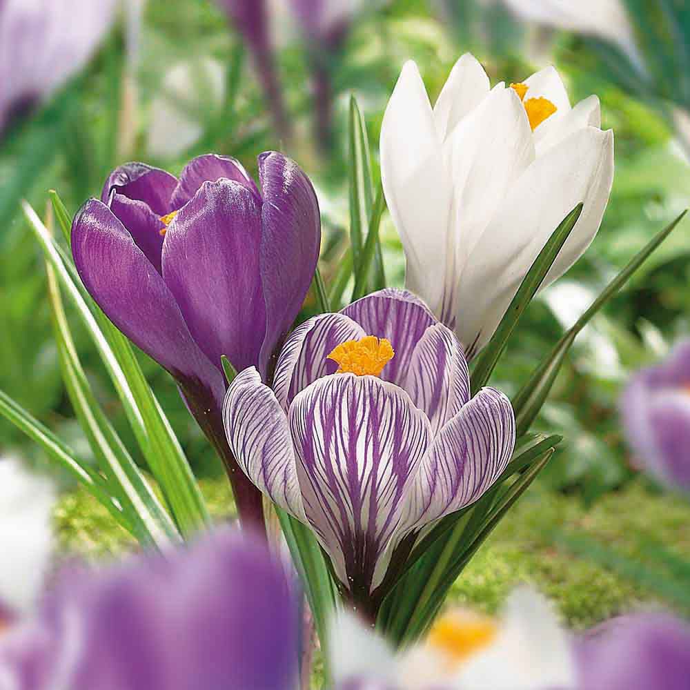 Flower bulbs