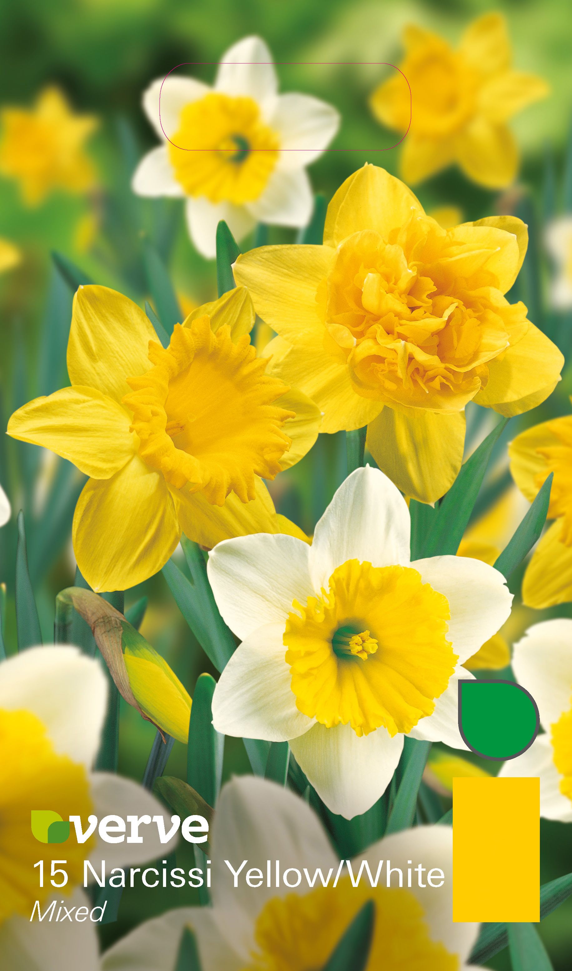 Flower bulbs