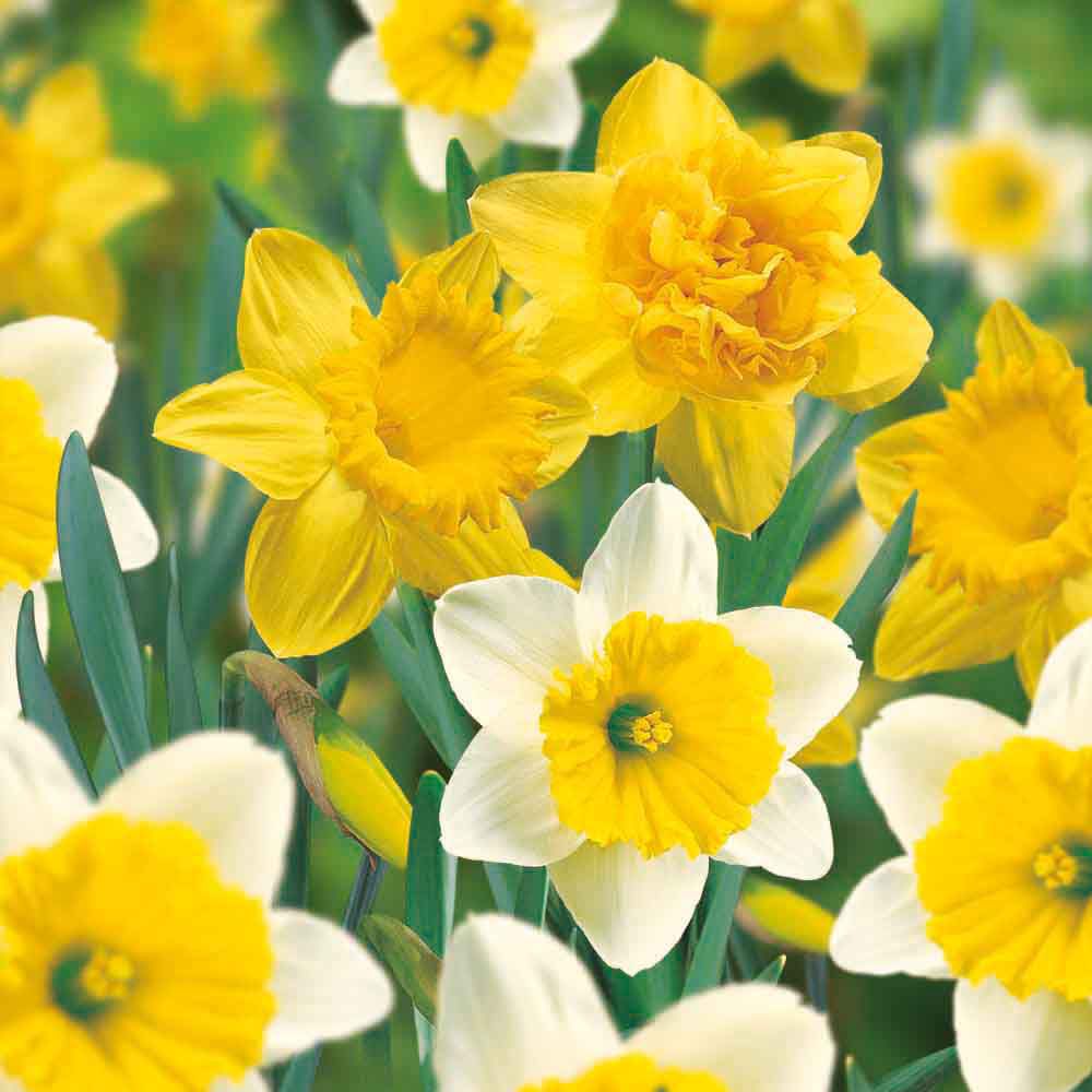 Flower bulbs
