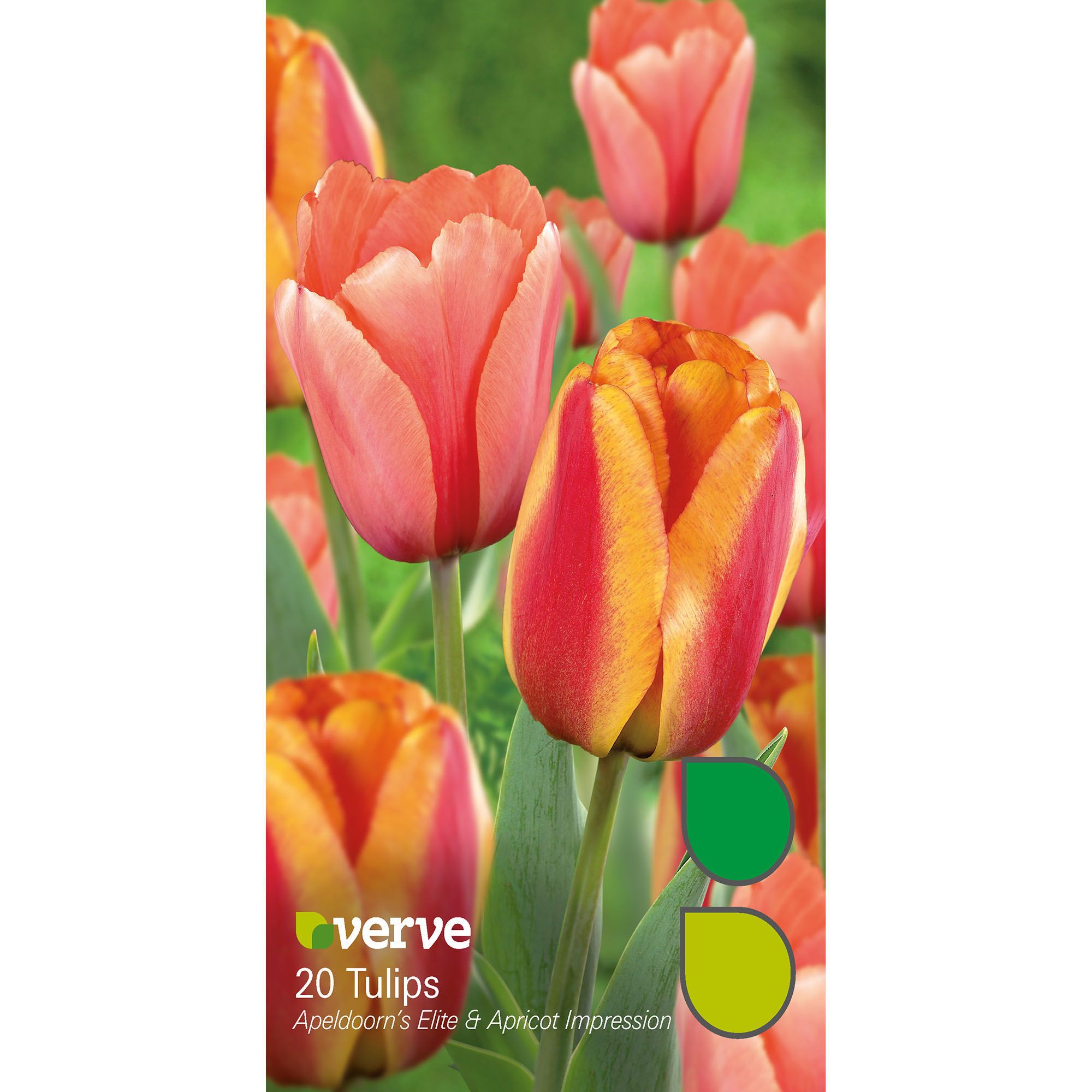 Flower bulbs