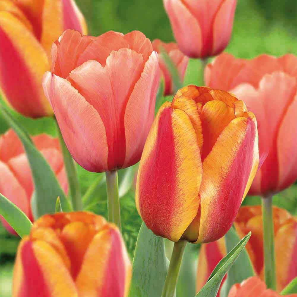 Flower bulbs