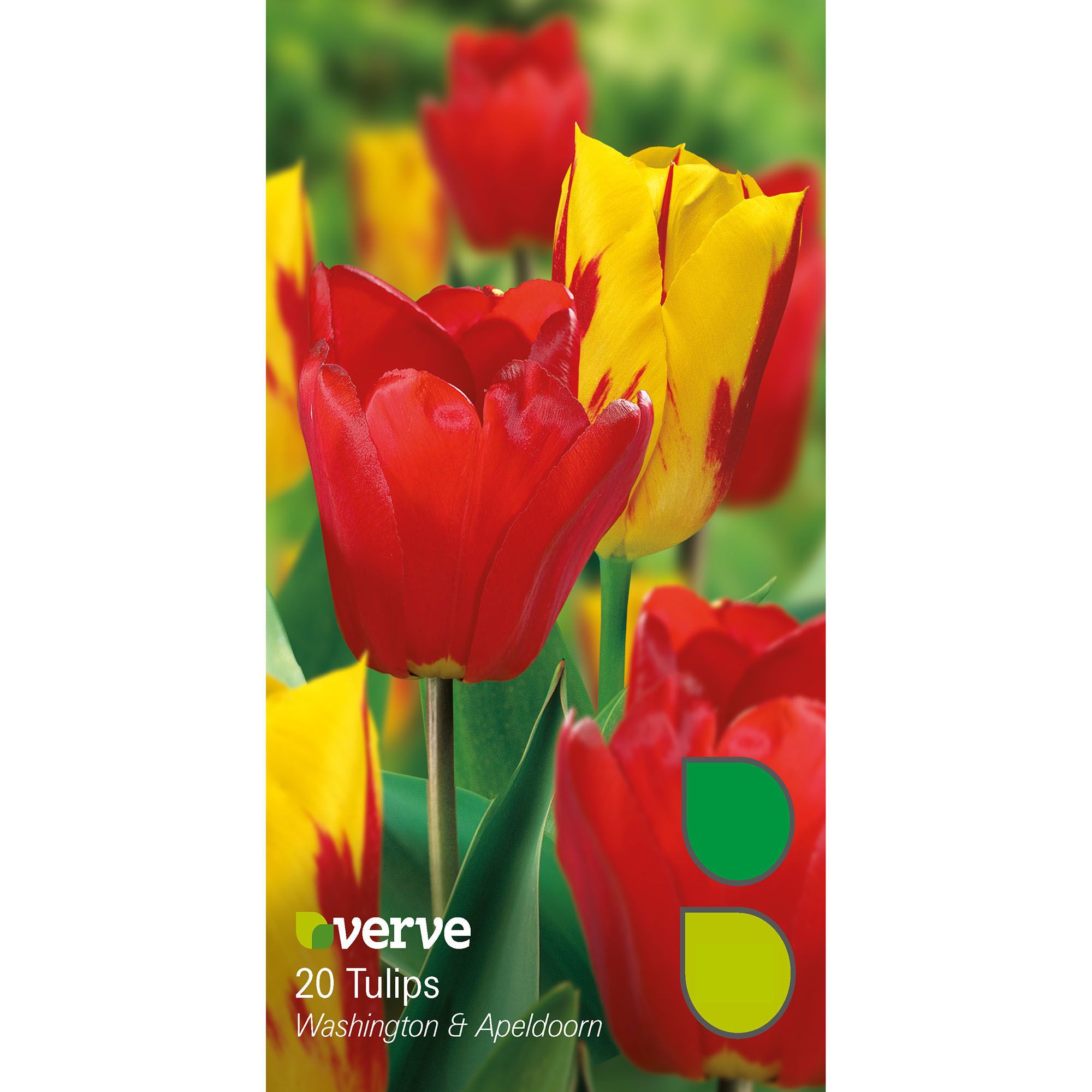Flower bulbs