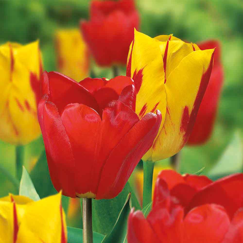 Flower bulbs