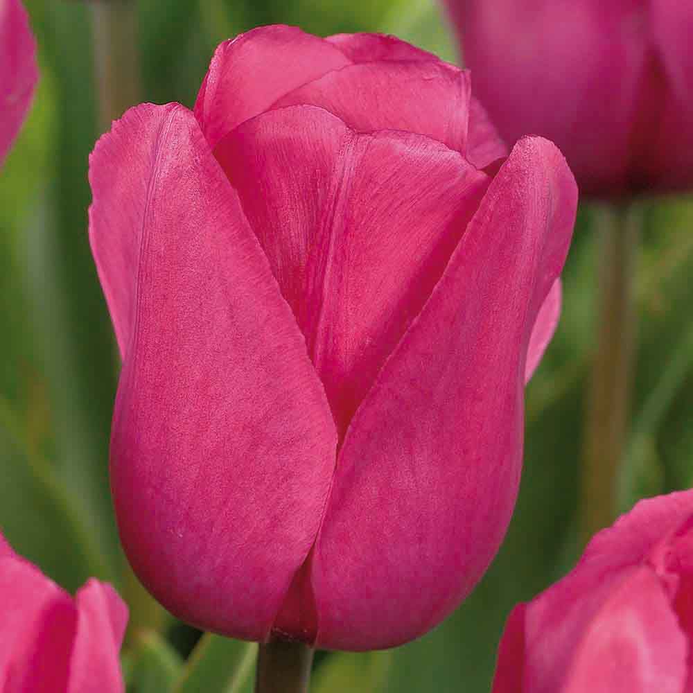 Flower bulbs