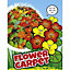 Flower carpet Nasturtium Seed