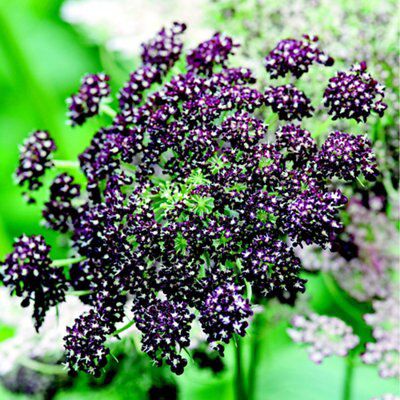 Flowering carrot dara Seed