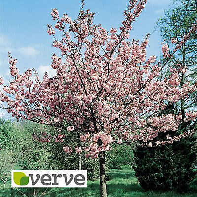 Flowering Cherry Ornamental Tree Diy At B Q