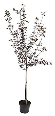 Flowering Plum Ornamental Tree Diy At B Q