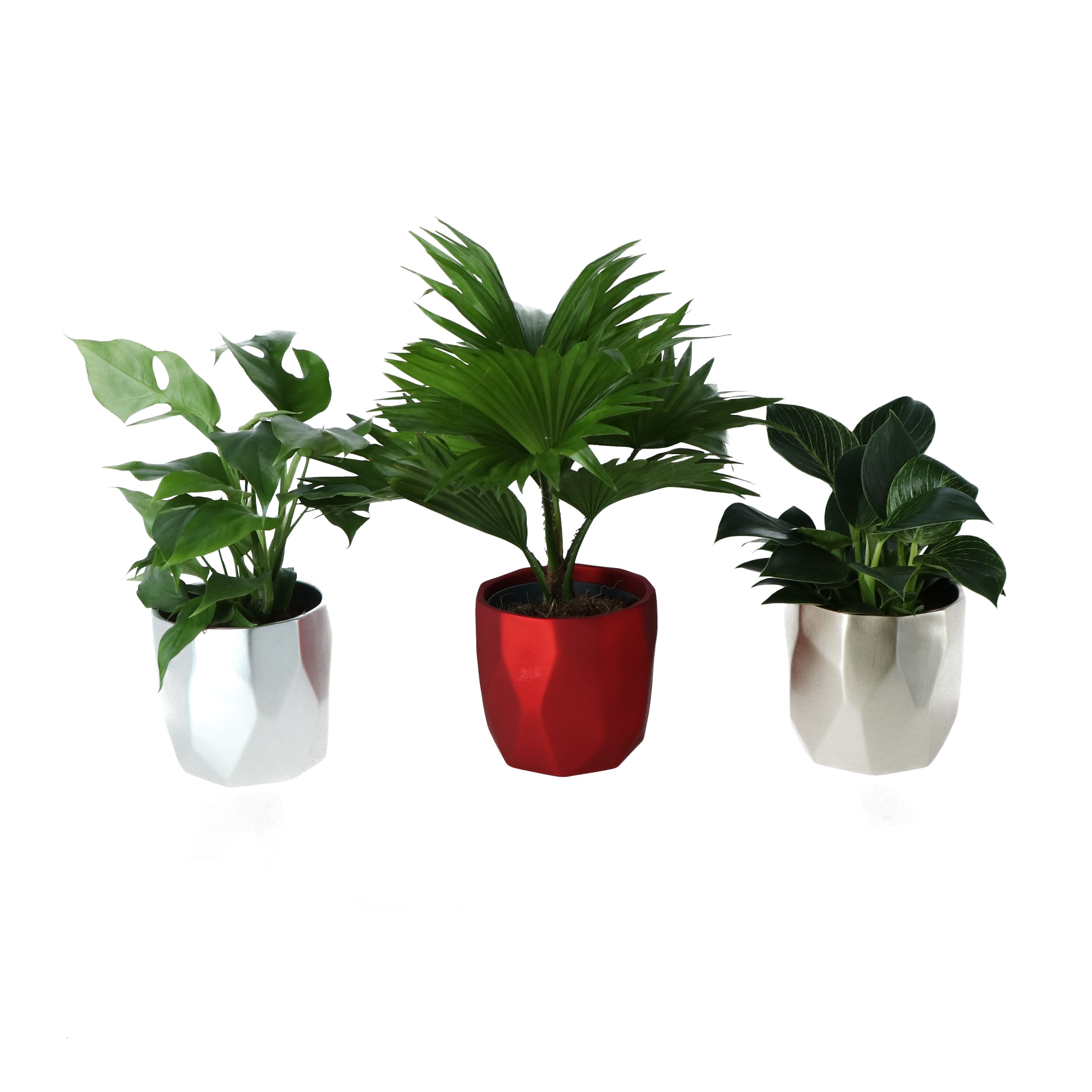 Foliage in 13cm Red Ceramic Decorative pot DIY at B&Q
