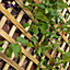 Forest Garden Trellis Natural Timber Rectangular Planter (H) 137cm x (W) 80cm