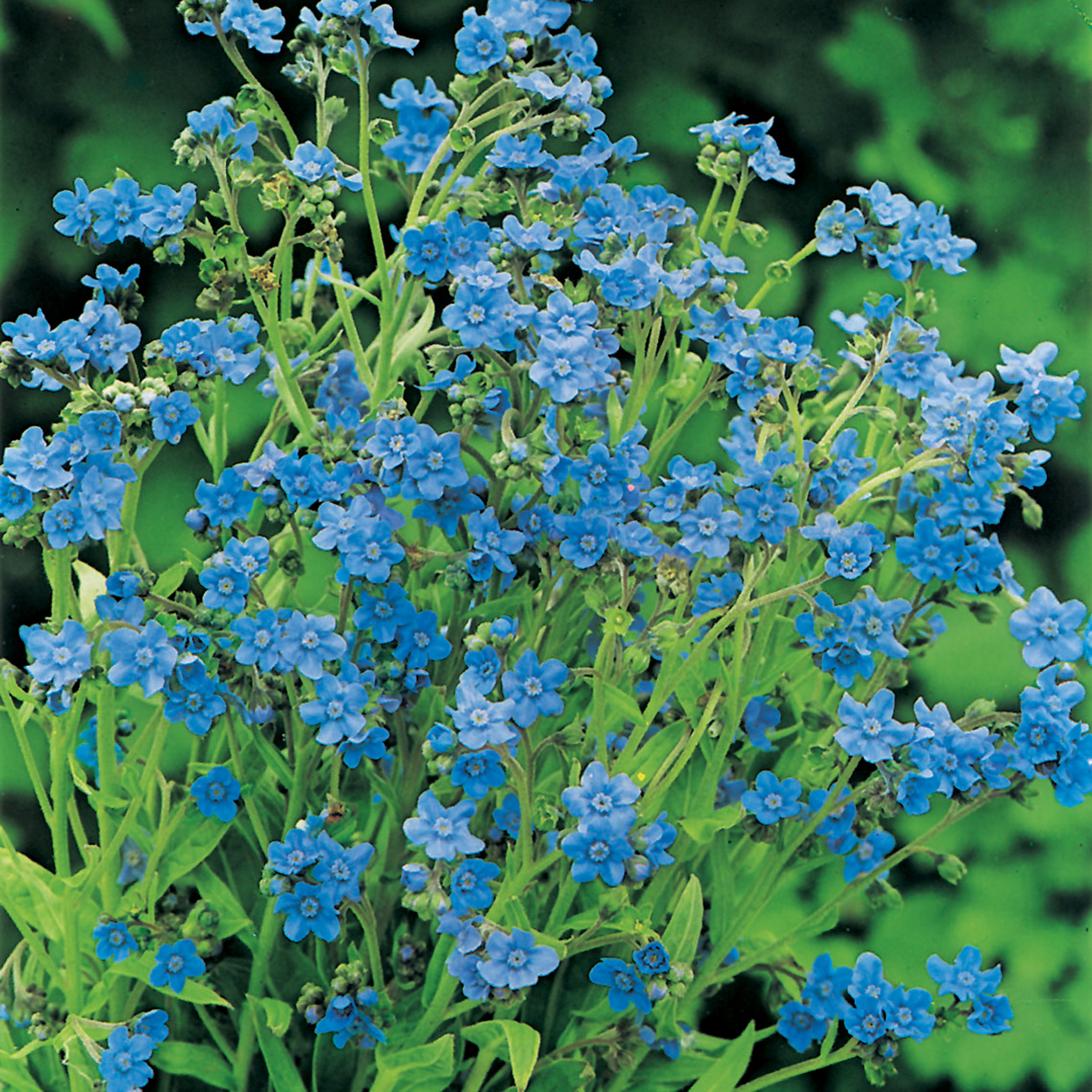 Forget-Me-Not (Chinese) Forget-Me-Not Seed