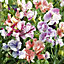 Fragrant mixed Sweet pea Seed