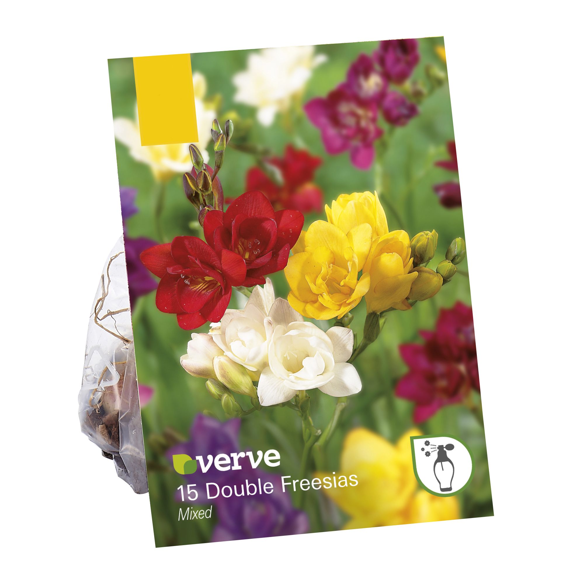 Freesia double mixed Flower bulb DIY at B&Q