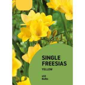 Freesia Yellow Flower bulb Pack of 10