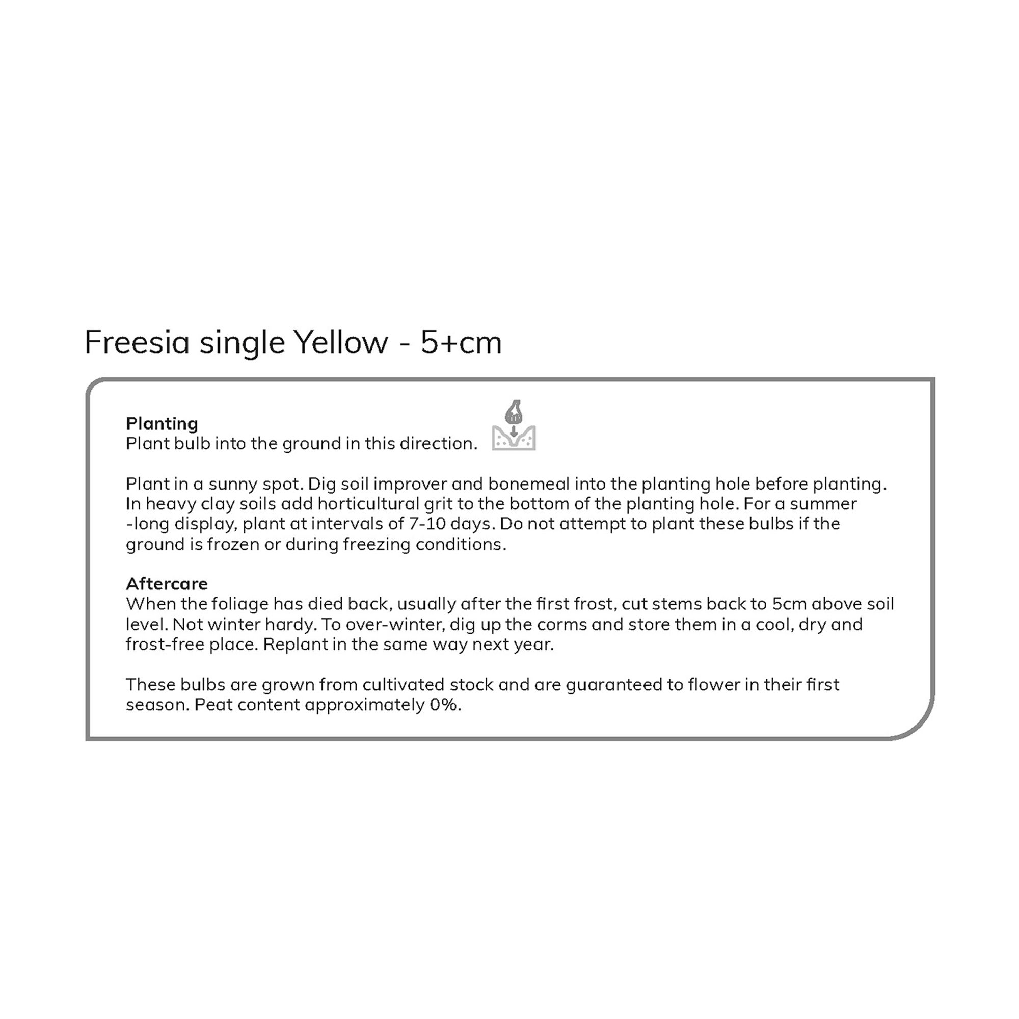 Freesia Yellow Flower bulb Pack of 10