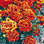 French queen Marigold Seed