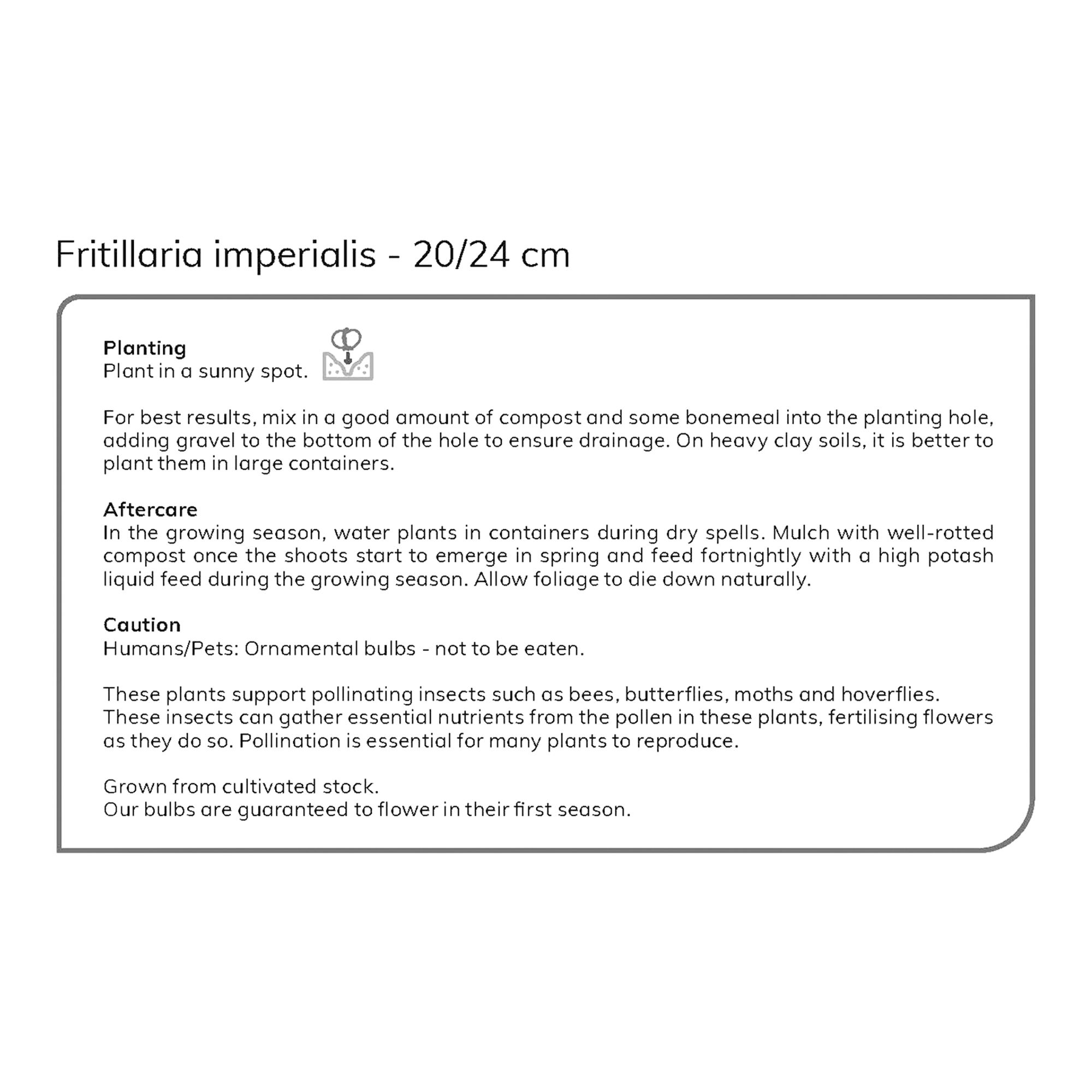 Fritillaria imperialis Aurora Flower bulb