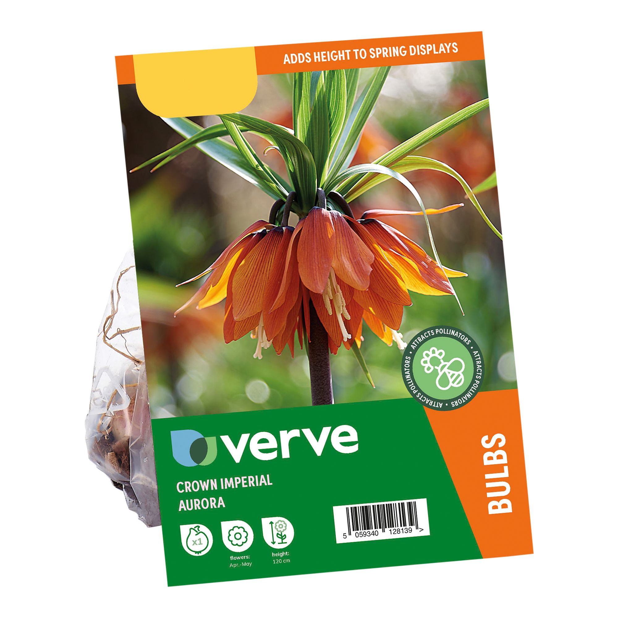 Fritillaria imperialis Aurora Flower bulb