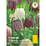 Fritillaria meleagris mixed Flower bulb, Pack