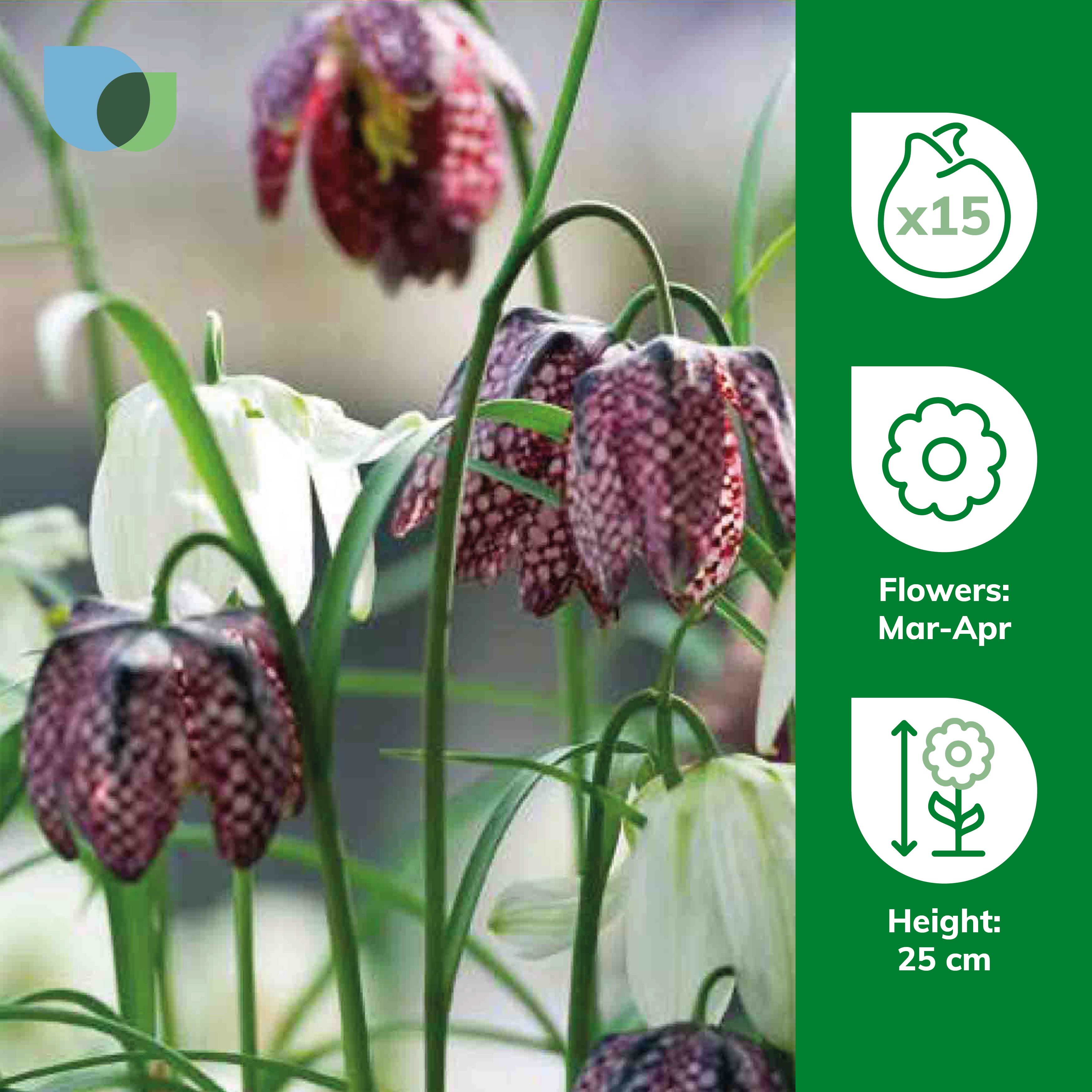 Fritillaria meleagris (snake's head) 15 Flower bulbs - 3