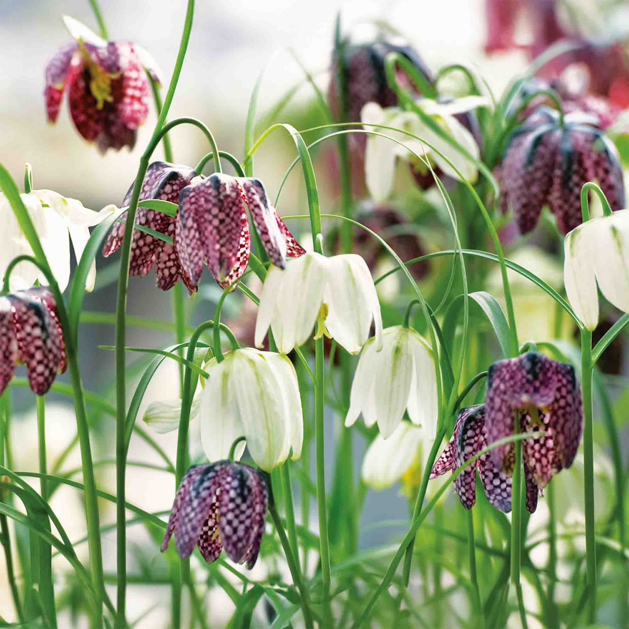 Fritillaria meleagris (snake's head) 15 Flower bulbs
