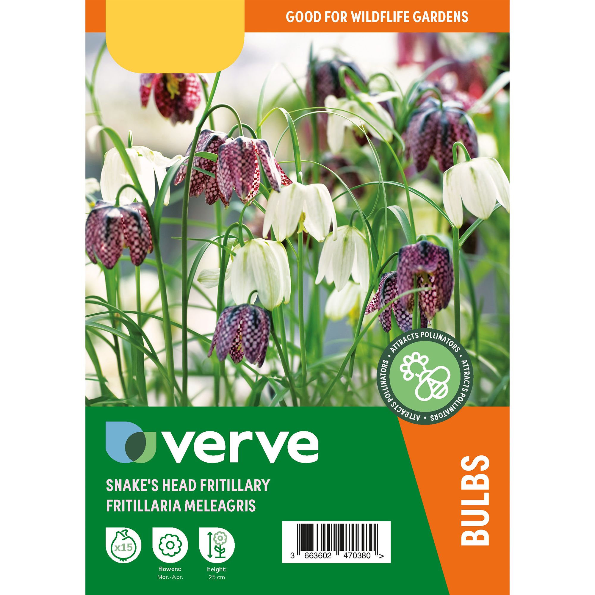 Fritillaria meleagris (snake's head) 15 Flower bulbs - 7