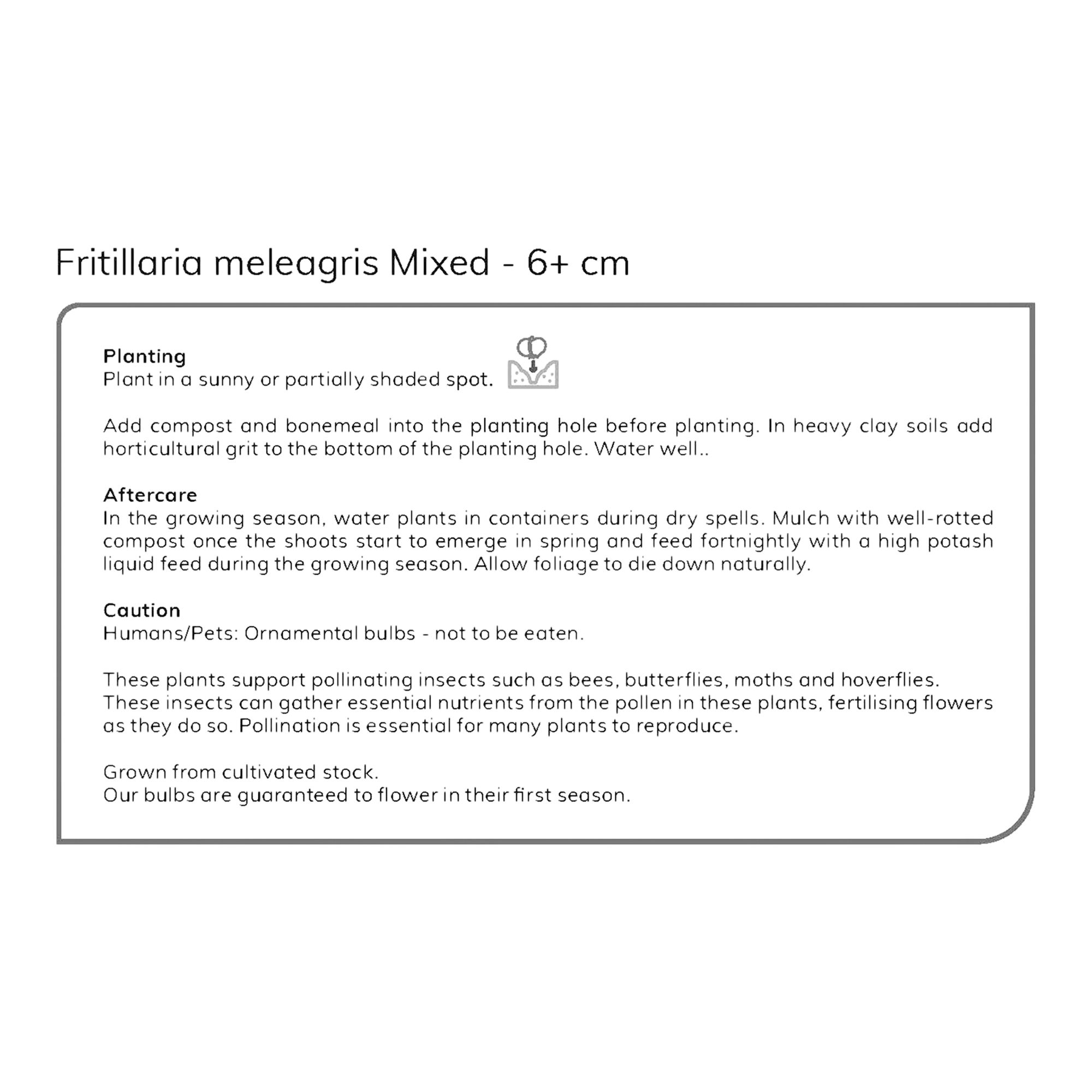 Fritillaria meleagris (snake's head) 15 Flower bulbs - 6
